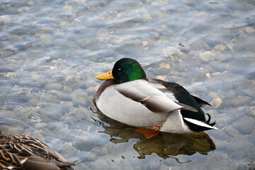 Obraz premium duck on the water