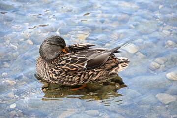 female mallard in the river