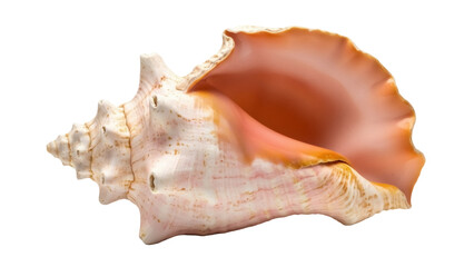 Isolated Conch shell for crafts and decorating, still life, studio shot on a neutral background