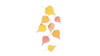 Isolated Autumn birch tree branch leaves fall, turning yellow, gold, orange, and pink hues