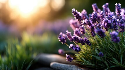 Obraz premium A beautiful landscape of blooming lavender fields, bathed in the warm glow of the setting sun, creating a serene and tranquil atmosphere that soothes the soul.