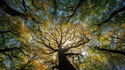 View upward through colorful tree canopy in autumn with sun shining through branches. Warm hues and rich textures abound