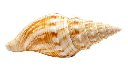 Fototapeta premium Isolated shell with striped pattern, elegant conical shape, marine seashell object, decor detail