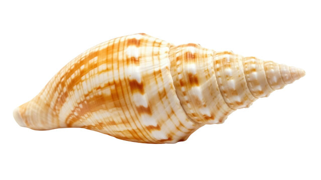 Isolated shell with striped pattern, elegant conical shape, marine seashell object, decor detail