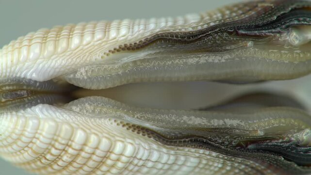 Close-up of clam shell opening, showing interior details with smooth background, for biology studies