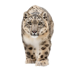 Fototapeta premium Snow leopard walking on a white background