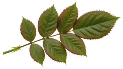 Isolated rose leaves with jagged edges against a clean backdrop, plant matter, fresh green color