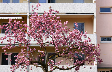 Flowering Japanese Clove Cherry Kanzan Tree Prunus serrulata in Spring in the German Residential Area Gr&uuml;nau in Leipzig
