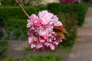 Flowering Japanese Clove Cherry Kanzan Tree Prunus serrulata in Spring in Leipzig, Germany
