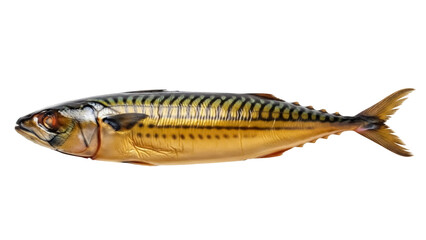 Isolated Mackerel fish, ready to be prepared, on its own for a menu or recipe, studio shot