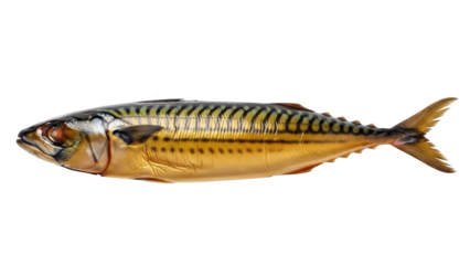 Isolated Mackerel fish, ready to be prepared, on its own for a menu or recipe, studio shot