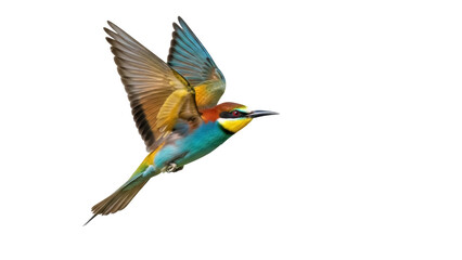 Isolated bird in flight, European bee-eater with colorful feathers and outstretched wings