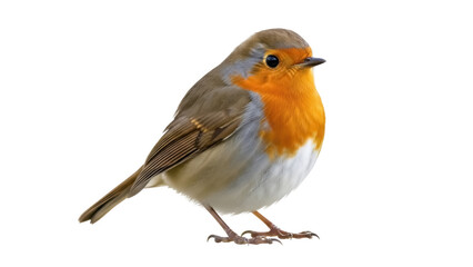 Isolated European robin is perched upright and alert, a small passerine bird with orange breast © Natasha