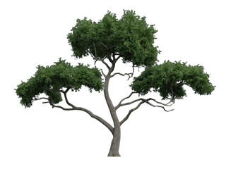 Obraz premium 3D A big green oak tree with lush foliage and a natural trunk isolated on a white background representing summer growth in a forest environment