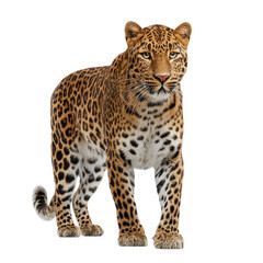 Obraz premium Confident leopard striding in clear view