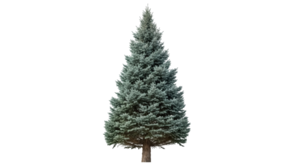 Isolated Blue Spruce Tree stands in a natural landscape, ready for landscaping and outdoor scenes