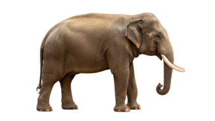 Isolated Asian elephant standing peacefully with curved tusks in natural daylight outdoors