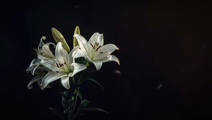 Fototapeta premium Lily flowers against a deep dark backdrop, used for botanical layout, Earth Day