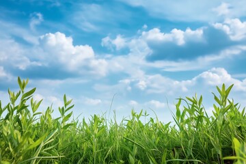 Obraz premium A scenic view of lush green grass under a blue sky with white clouds.
