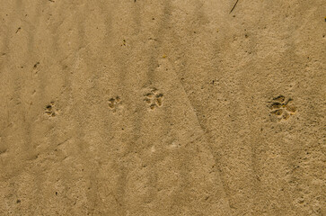 Canine footprints on dry cement. Cat Tien National Park. Vietnam.