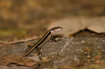 Spotted forest skink Sphenomorfus maculatus. Cat Tien National Park. Vietnam.