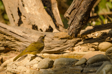 Stripe-throated bulbul Pycnonotus finlaysoni eous drinking water. Cat Tien National Park. Vietnam.