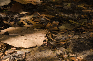 Spotted forest skink Sphenomorfus maculatus. Cat Tien National Park. Vietnam.