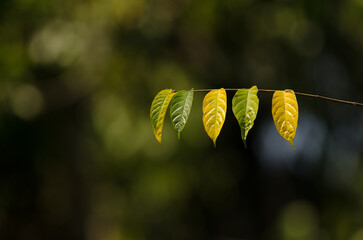 Leaves of a tree. Cat Tien National Park. Vietnam.