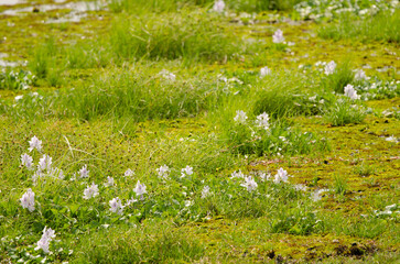 Common water hyacinths Pontederia crassipes in bloom. Crocodile Lake. Cat Tien National Park. Vietnam.