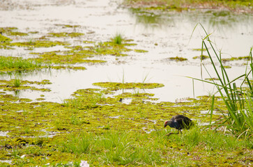 Male grey-headed swamphen Porphyrio poliocephalus. Crocodile Lake. Cat Tien National Park. Vietnam.