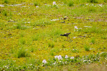 Bronze-winged jacana Metopidius indicus. Crocodile Lake. Cat Tien National Park. Vietnam.
