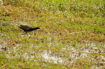 Bronze-winged jacana Metopidius indicus. Crocodile Lake. Cat Tien National Park. Vietnam.