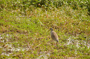 Chinese pond heron Ardeola bacchus. Adult in winter plumage. Crocodile Lake. Cat Tien National Park. Vietnam.