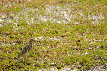 Chinese pond heron Ardeola bacchus. Adult in winter plumage. Crocodile Lake. Cat Tien National Park. Vietnam.