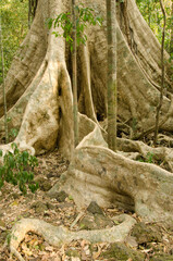 Giant root system of the Tung tree Tetrameles nudiflora. Cat Tien National Park. Vietnam.