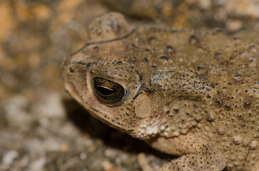 Asian common toad Duttaphrynus melanostictus. Nam Cat Tien. Vietnam.