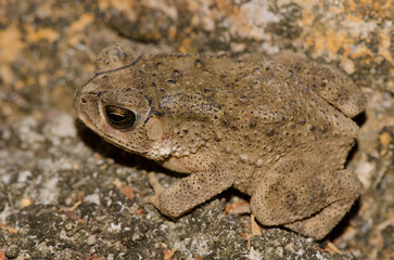 Asian common toad Duttaphrynus melanostictus. Nam Cat Tien. Vietnam.