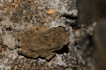 Asian common toad Duttaphrynus melanostictus. Nam Cat Tien. Vietnam.
