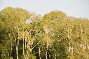 Forest in Cat Tien National Park. Vietnam.