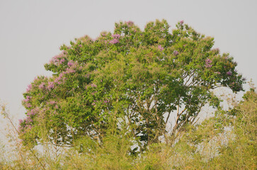 Crape myrtle Lagerstroemia sp. in bloom. Cat Tien National Park. Vietnam.