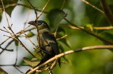 Racket-tailed treepie Crypsirina temia. Nam Cat Tien. Vietnam.