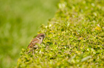 Eurasian tree sparrow Passer montanus malaccensis calling. Ho Chi Minh City. Vietnam.