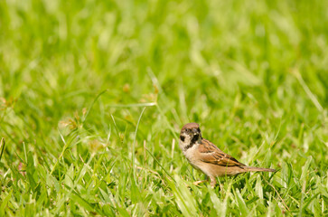 Eurasian tree sparrow Passer montanus malaccensis. Ho Chi Minh City. Vietnam.