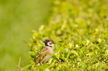 Eurasian tree sparrow Passer montanus malaccensis. Ho Chi Minh City. Vietnam.