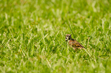 Eurasian tree sparrow Passer montanus malaccensis calling. Ho Chi Minh City. Vietnam.