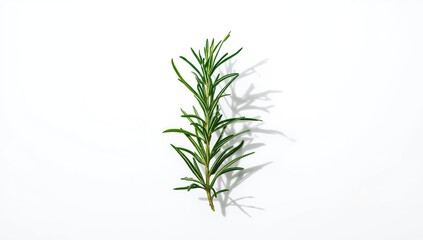 Fototapeta premium Bunch of rosemary herbs placed on a white background, emphasizing natural ingredients for cooking or medicinal purposes, Earth Day