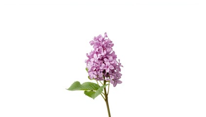 Fototapeta premium Lilac flower with leaves set against a plain white background, suitable for nature and garden layouts