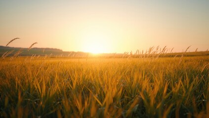 Fototapeta premium Lush grass field scene under bright sunlight, suitable as a background for text or UI elements, Earth Day