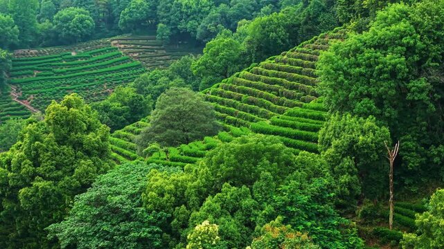 Aerial view of lush green tea plantation with terraced fields in the countryside during early morning light