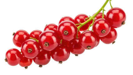 Isolated bunch of ripe redcurrants on the vine, a classic summer berry for desserts, jams and drinks